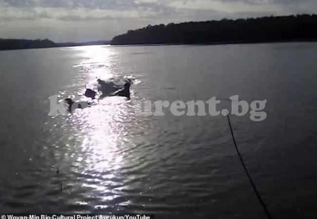 Крокодил налапа куче пред шокирания му собственик ВИДЕО 18+