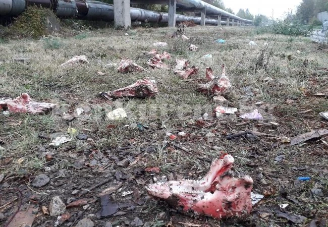 Смрад във Враца – разхвърляха останки от животни край контейнерите СНИМКИ