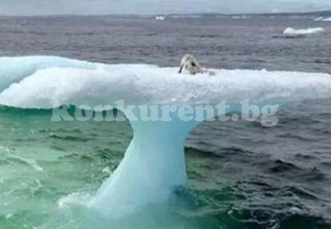 Рибари помислиха, че са забелязали тюлен върху айсберг. Но когато се приближиха, разбраха, че грешат (ВИДЕО)