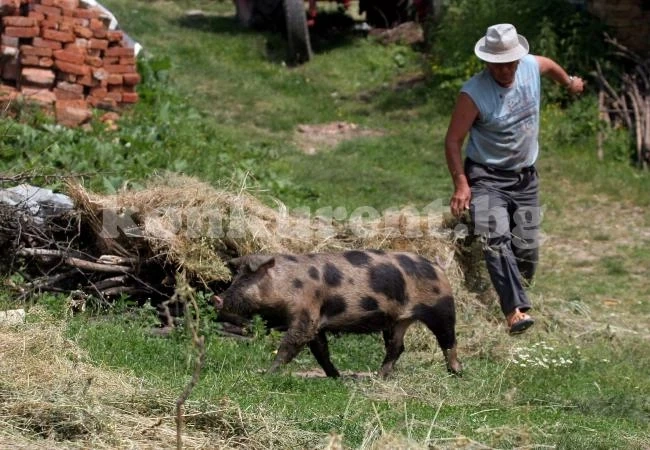 В Добричко изклани над 1300 свине