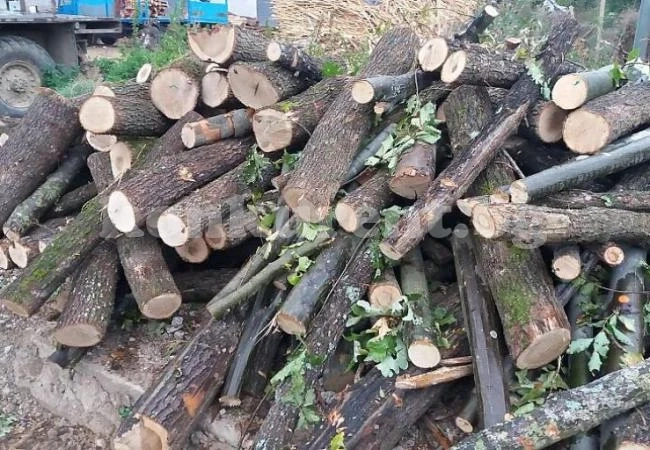 Откриха незаконни дърва в Кулско