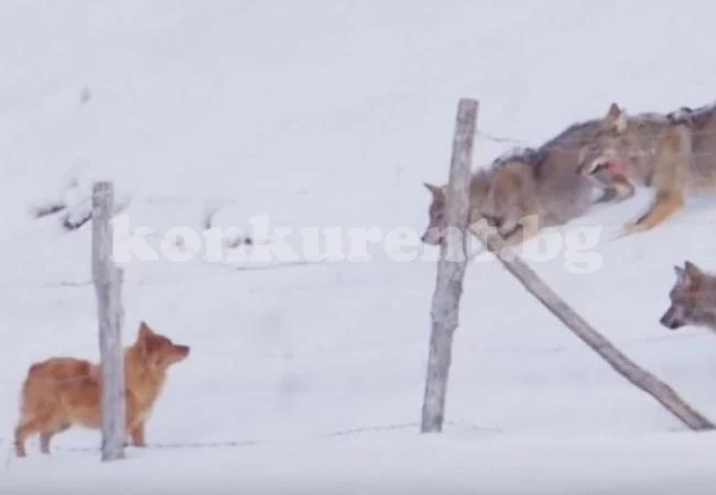 Куче надделя над глутница вълци и успя да се спаси ВИДЕО