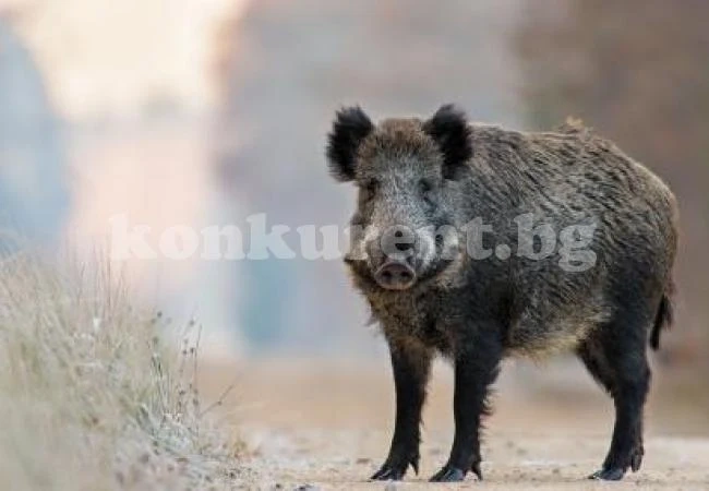 Чумата се завръща, намериха болно прасе в горите край Криводол
