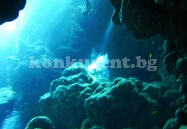 Руски моряци с уникално откритие в Червено море