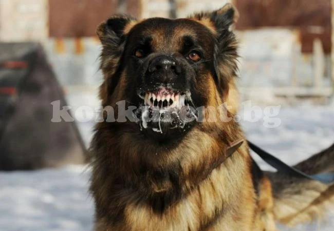 Бездомни кучета изядоха 14-годишен ученик