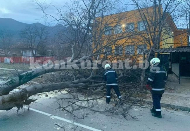 Бурен вятър повали дървета във Враца СНИМКИ
