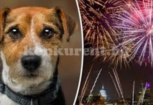 ВМРО зове: Спрете войната с пиратки!