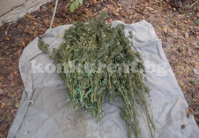 Двама мъже от пловдивско отиват на съд за притежание на марихуана