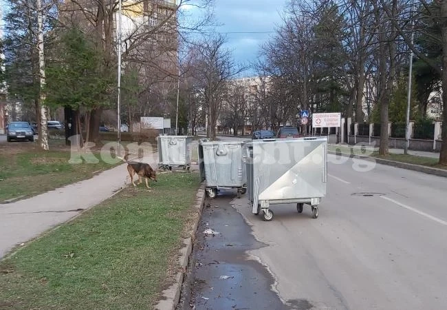 Диваците във Враца нямат почивен ден СНИМКИ