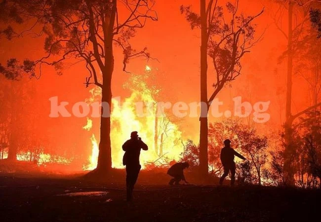 Пожарите в Австралия предизвикаха най-голямата дарителска кампания в историята на Facebook