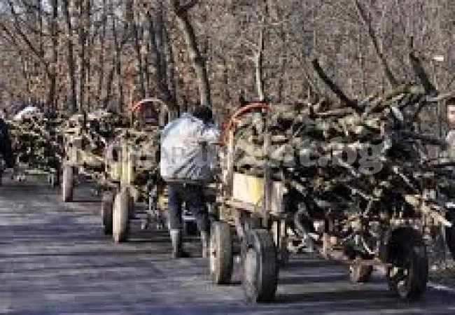Погнаха дърварите във Вършец