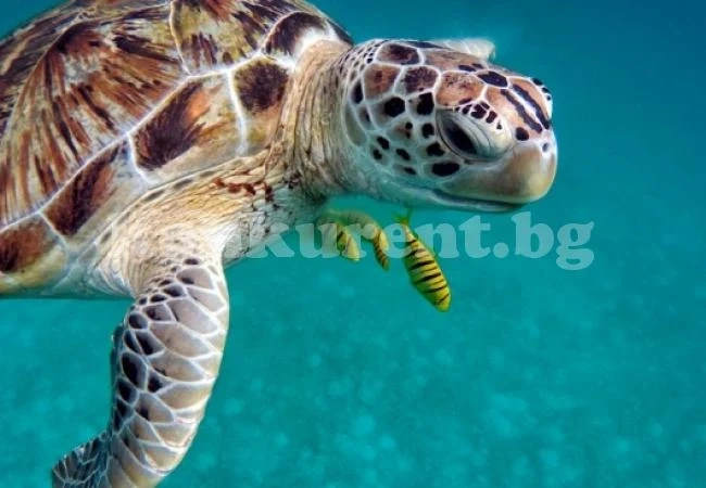 Паразит унищожи над 290 морски костенурки край Мексико