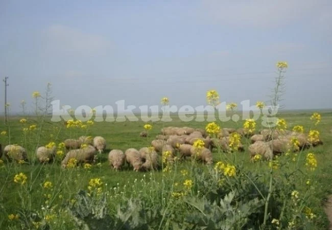 Отдават под наем пасища, мери и ливади