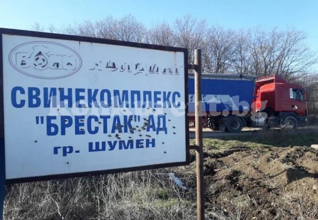 Започва евтаназията на близо 40 000 заразени прасета в Брестак