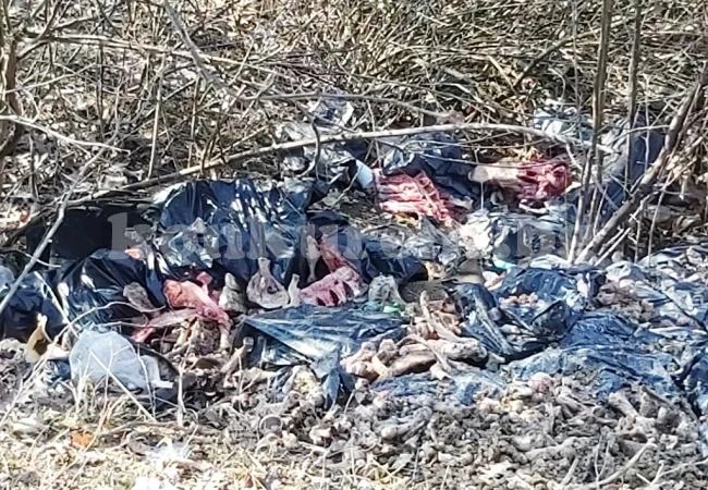 Прокурори подхващат скандала с мършата