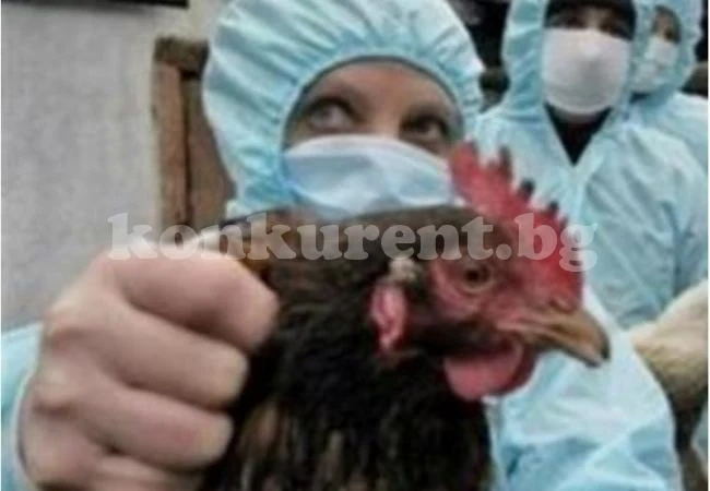 И птичи грип удари Китай
