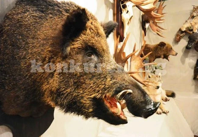Ченгетата тарашиха заведение във Вършец, иззеха ловни трофеи