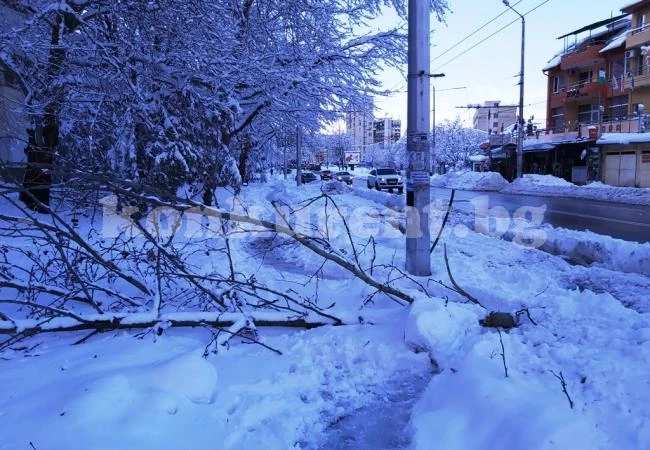 Счупени клони и паднали дървета показват размера на стихията във Враца СНИМКИ