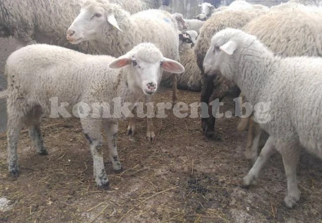 Апаш открадна две агнета от чужда кошара