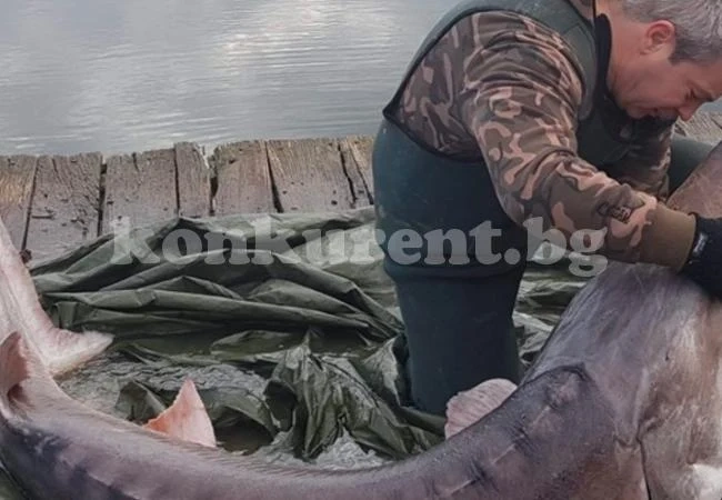 Рибари спасиха 30-годишна моруна, погълнала пластмасови отпадъци
