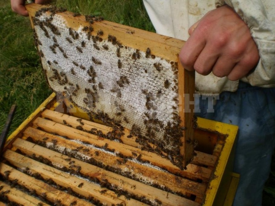 Гладни кълвачи нападат пчелините