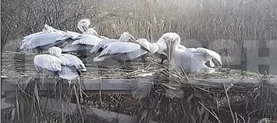 Роми ядат пеликани и лебеди край Бургас, експерти предупреждават за птичи грип