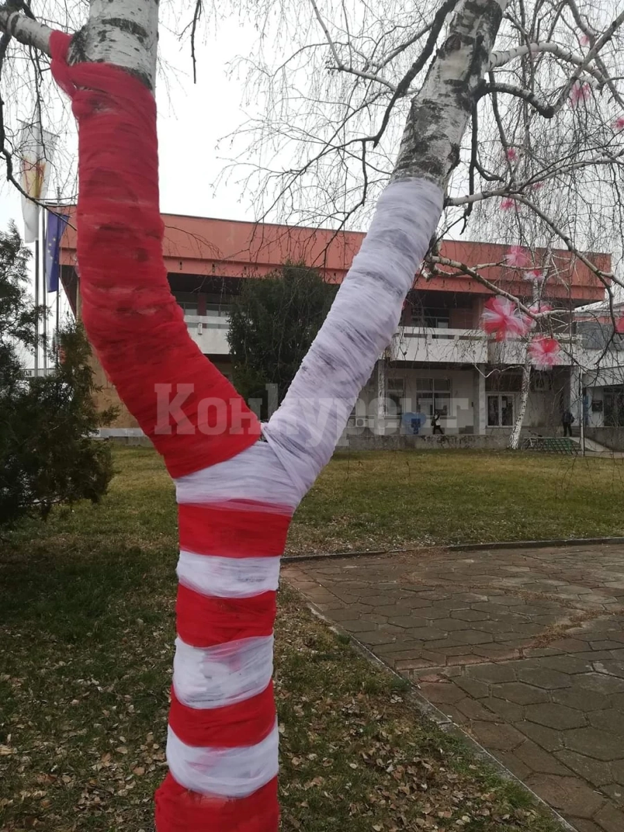 Дърво в Криводол се превърна в мартеница