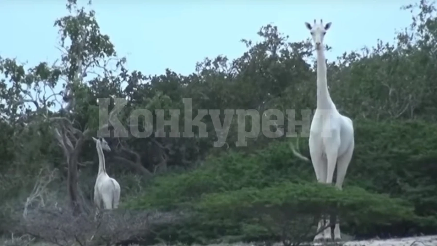Бракониери убиха два уникални бели жирафа (Видео)