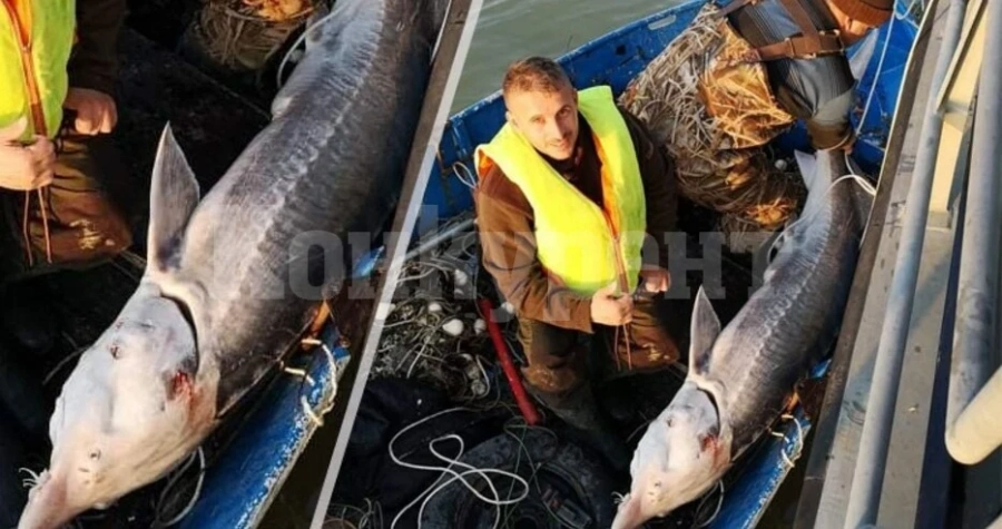 Инспектори на ИАРА върнаха в река Дунав 100-килограмова моруна