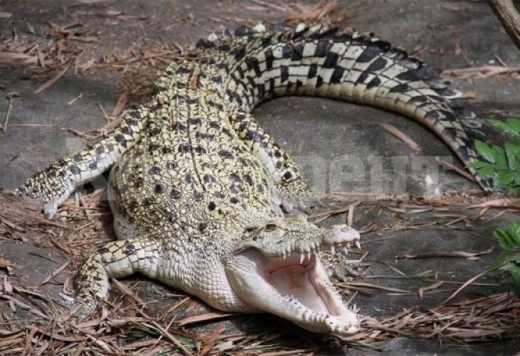 Мъж избяга от карантината, за да лови риба, но бе изяден от крокодил
