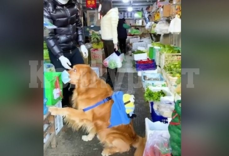 Уникално ВИДЕО показва как куче пазарува само за стопанина си, който е под карантина  