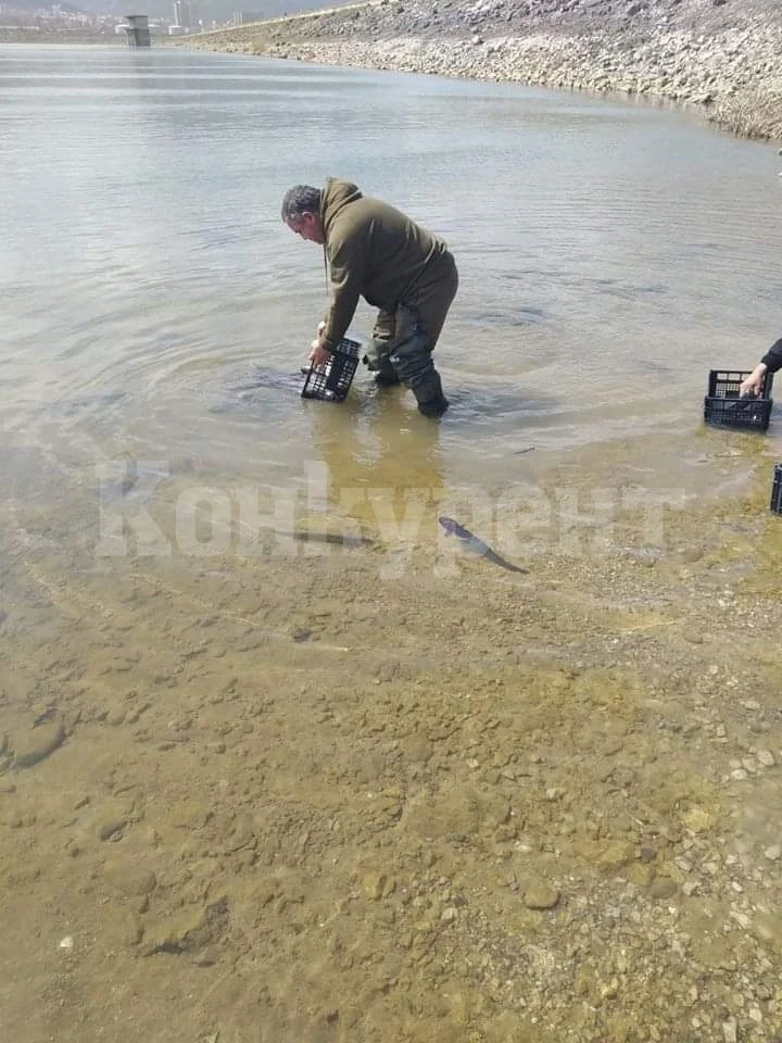 Зарибиха със сомове язовир Дъбника СНИМКИ