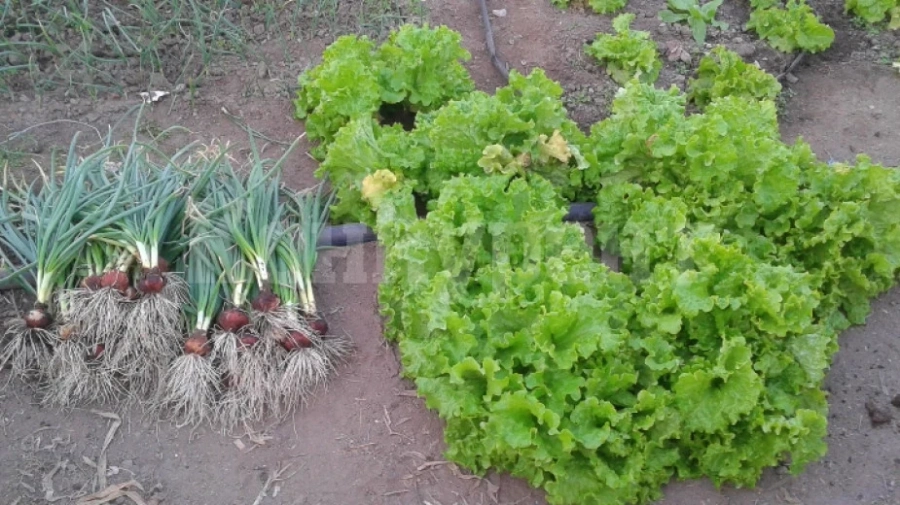 Зеленчукопроизводители от Видин: Не искаме да изхвърляме продукцията си