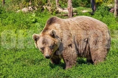 Мечка се разхожда в дряновски села от седмица