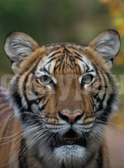 Тигър в зоологическата градина в Ню Йорк е заразен с коронавируса (Видео)