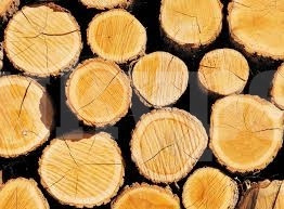 Удариха с бързо производство бракониер на дърва