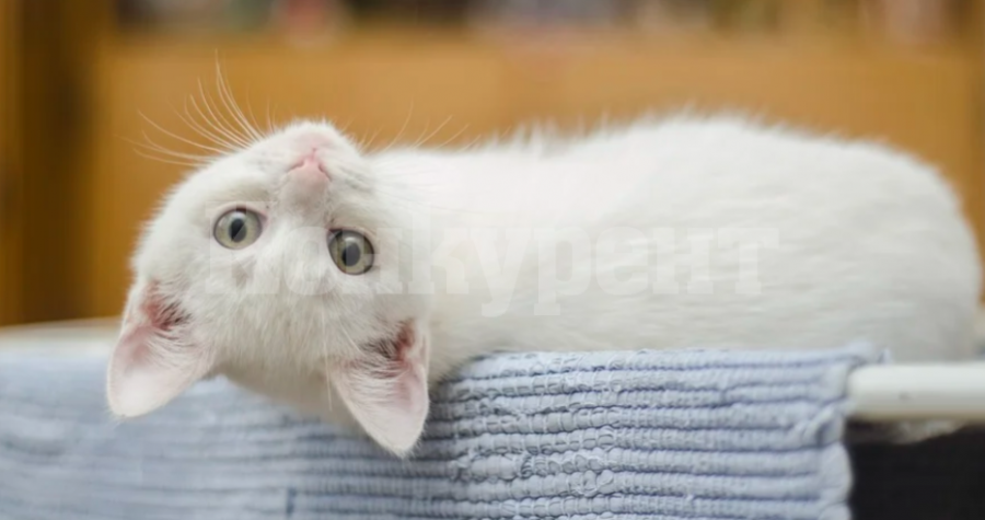 В условията на коронавирус: Дръжте котките си на закрито, съветват ветеринарите