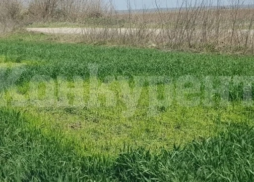 Разкриха трима бандити окосили 3 дка зелена пшеница