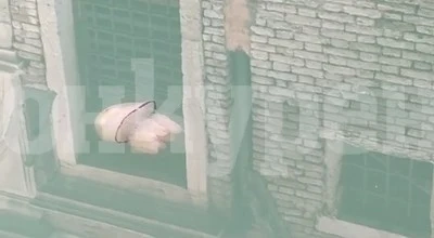 Медузи в избистрената вода на венецианските канали ВИДЕО
