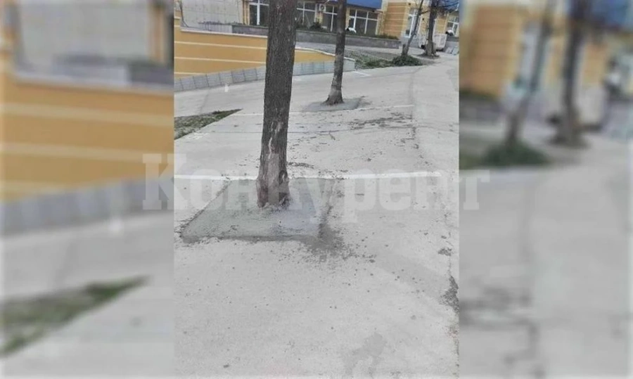 Ето развръзката по случая с бетонираните дървета в \