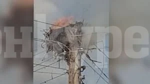 Горящо щъркелово гнездо вдигна на крак пожарникарите