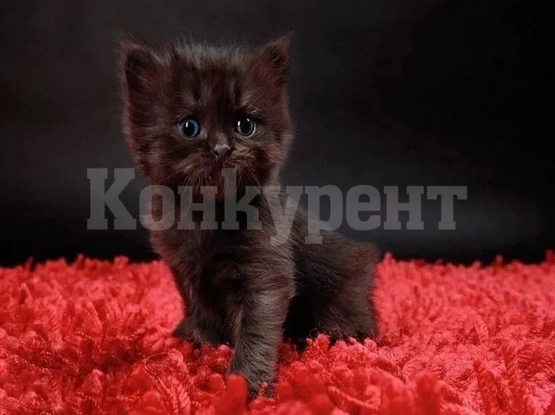 Кошмар! Във Виетнам правят лекарство срещу К-19 от убити черни котки