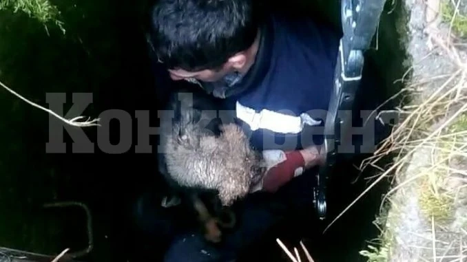 За пример! Огнеборци спасиха куче, паднало в 4-метрова шахта в двора на училище