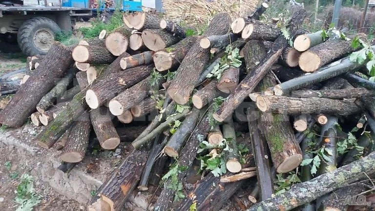 Иззеха общо 14 кубика незаконни дърва в Монтанско