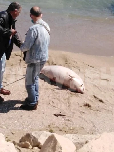 6 мъртви делфина изплуваха на плажовете край Варна