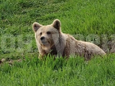 Приспаха 39-годишната мечка Виолета от парка в Белица