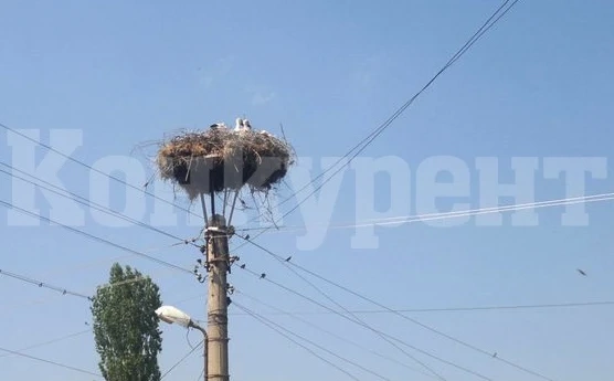 Щъркели дали урок по природозащита на децата в Ружинци през 1932 г.