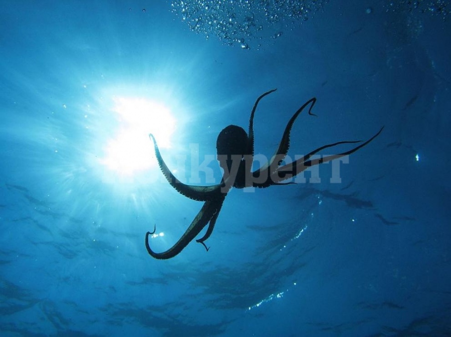 Учени заснеха октопод на най-голямата известна дълбочина досега