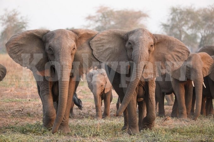 Нов закон в Южна Африка може да прати слонове и жирафи на масата за вечеря  
