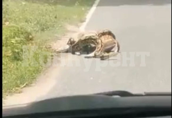 Питон опита да глътне цял елен, но ...